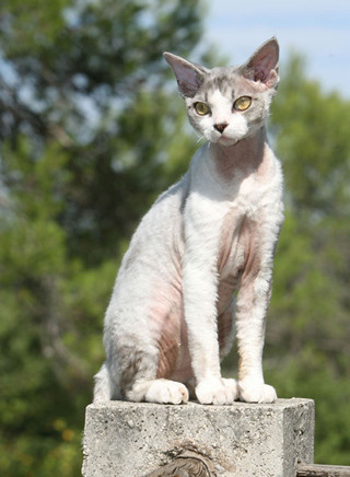 Devon Rex
