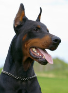 Dobermann