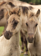 Dülmener Wildpferd