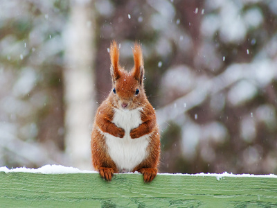 Winterwunderland - Wildtiere im Winter