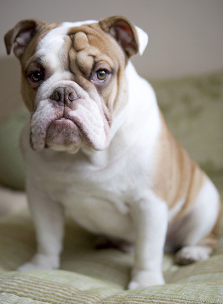 Englische Bulldogge