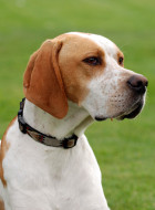 English Pointer