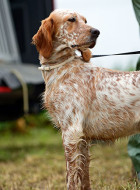 English Setter