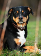 Entlebucher Sennenhund