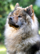 Eurasier