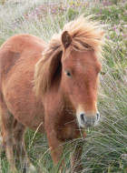 Exmoor Pony