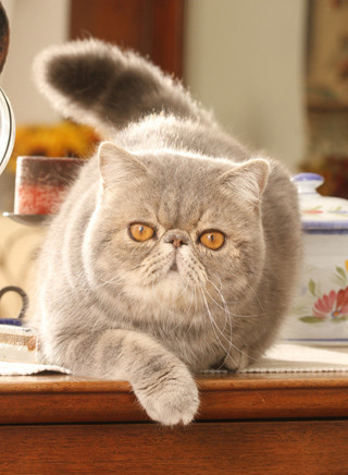 Exotic Shorthair