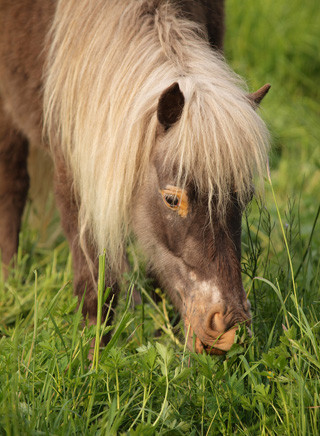 Falabella Pony