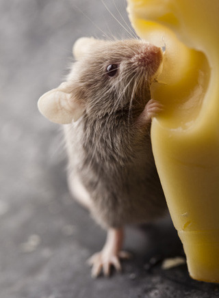 Farbmaus