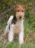 Fox Terrier