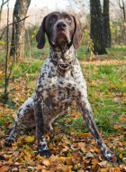 Französischer Vorstehhund