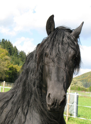 Friesenpferd
