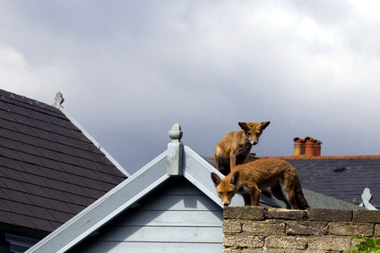 Wildtiere in der Stadt