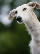 Galgo Español