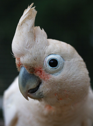 Goffin's Kakadu