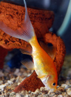 Goldfisch