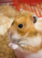 Goldhamster