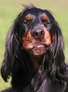 Gordon Setter