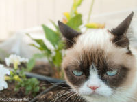 Der Hype um Grumpy Cat