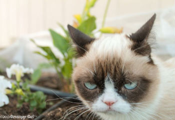 Der Hype um Grumpy Cat