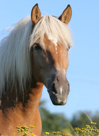 Haflinger