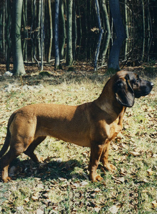 Hannoverscher Schweißhund