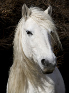 Highland Pony