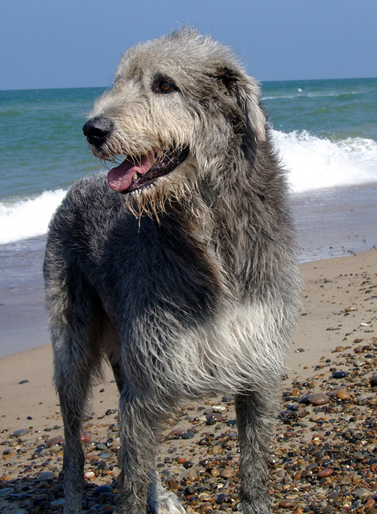 Irischer Wolfshund Hund Wesen, Erziehung und Eigenschaften