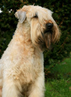 Irish Soft Coated Wheaten Terrier