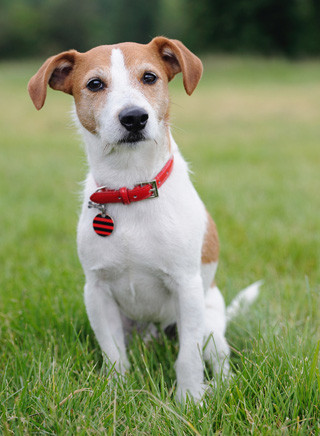 Jack Russell Terrier