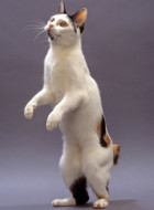 Japanese Bobtail