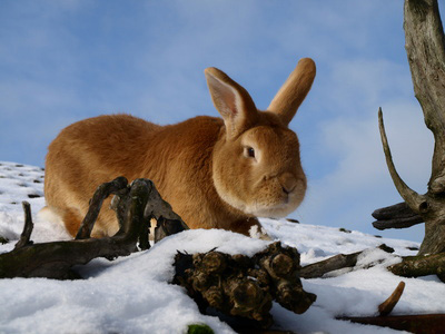 Kaninchenhaltung im Winter