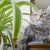 Katzenpflanzen - Grünzeug für gesunde Naschkatzen