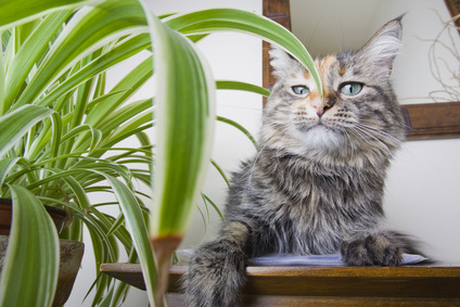 Katzenpflanzen - Grünzeug für gesunde Naschkatzen