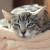 Wenn Katzen schnurren, vibriert die Umgebung