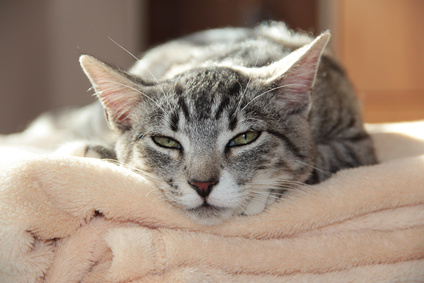 Wenn Katzen schnurren, vibriert die Umgebung