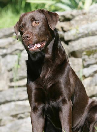 Labrador