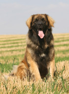 Leonberger