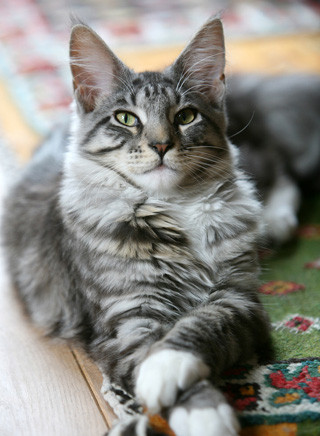 Maine Coon