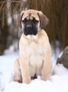 Mastiff