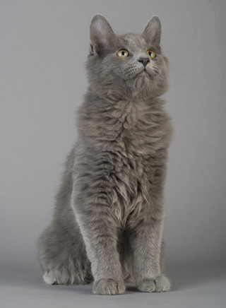 Nebelung