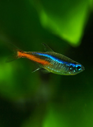 Neonsalmler