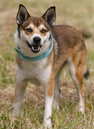 Norwegischer Lundehund