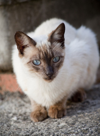 Ojos Azules