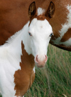 Paint Horse