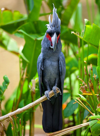 Palmkakadu