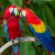 Papageienhandel gefährdet weltweiten Bestand