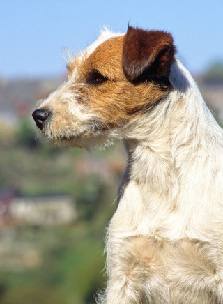 Parson Russell Terrier