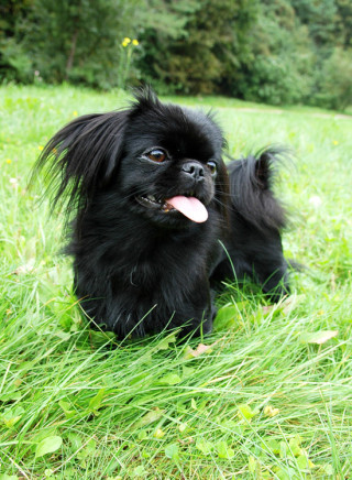 Pekinese