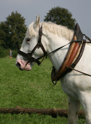 Percheron